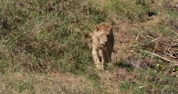 African Lion Panthera Leo Group Savannah Nairobi Park Kenya Real — Stock video