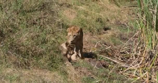 León Africano Panthera Leo Grupo Savannah Parque Nairobi Kenia Tiempo — Vídeos de Stock