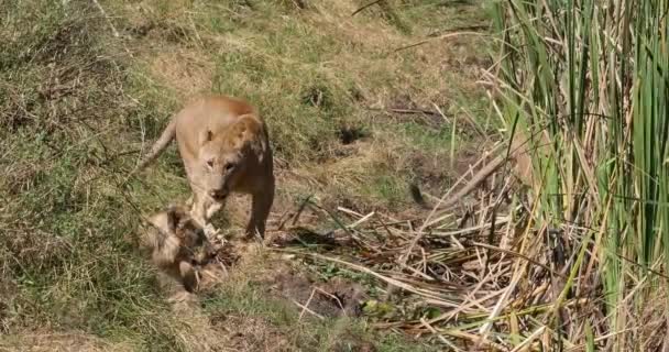 Leão Africano Pantera Leo Grupo Savannah Parque Nairobi Quênia Tempo — Vídeo de Stock