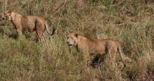 African Lion Panthera Leo Grupa Savannah Nairobi Park Kenii Real — Wideo stockowe