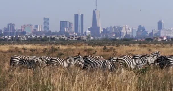 Grant Zebra Equus Burchelli Boehmi Herd Nairobi Park Kenia Ciudad — Vídeos de Stock