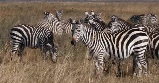 Zebra Grant Equus Burchelli Boehmi Rebanho Parque Nairobi Quênia Tempo — Vídeo de Stock