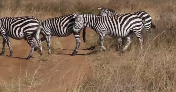 Grant Zebra Equus Burchelli Boehmi Herd Nairobi Park Kenya Real — Video Stock