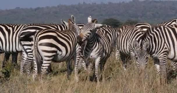 Grant Zebra Equus Burchelli Boehmi Herd Nairobi Park Kenya Grooming — Video Stock