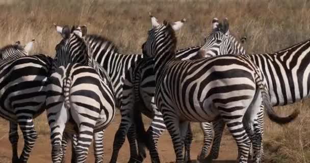 Grant Zebra Equus Burchelli Boehmi Herd Nairobi Park Kenia Lucha — Vídeos de Stock