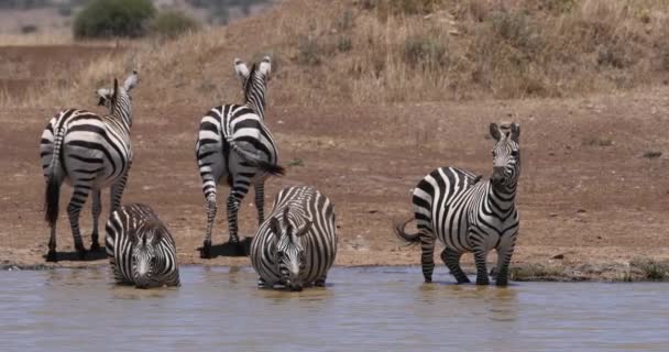Grant Zebra Equus Burchelli Boehmi Herd Standing Water Hole Πάρκο — Αρχείο Βίντεο