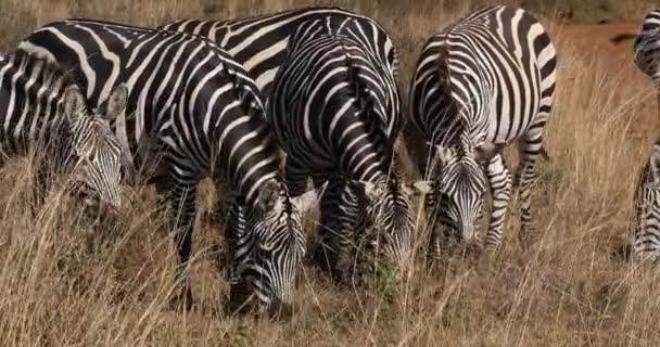 Grant Zebra Equus Burchelli Boehmi Herd Heating Grass Nairobi Park — Stock video