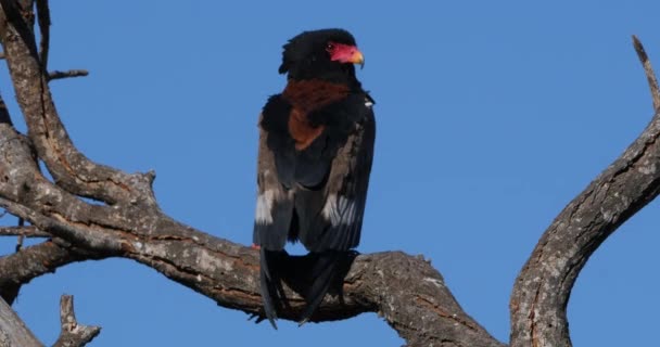 Bateleur Eagle Terathopius Ecaudatus Adulto Empoleirado Topo Árvore Tsavo Park — Vídeo de Stock