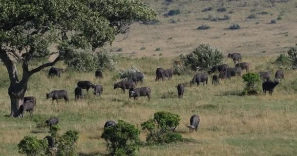 African Buffalo Syncerus Caffer Herd Standing Savannah Tsavo Park Kenya — Stok video