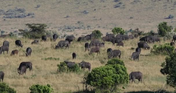 Αφρικανικό Buffalo Syncerus Caffer Herd Στέκεται Στη Σαβάνα Tsavo Park — Αρχείο Βίντεο
