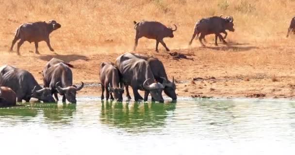 African Buffalo Syncerus Caffer Herd Drikke Water Hole Løb Tsavo – Stock-video