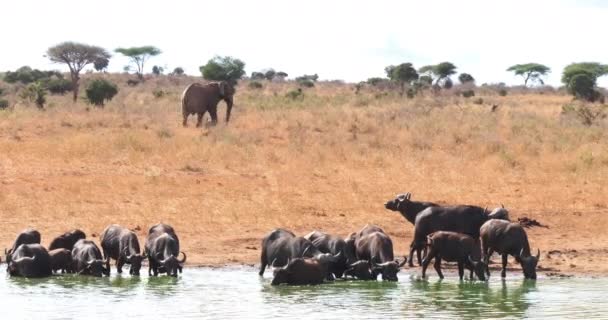 African Buffalo Syncerus Caffer Picie Stada Water Hole Słoń Afrykański — Wideo stockowe