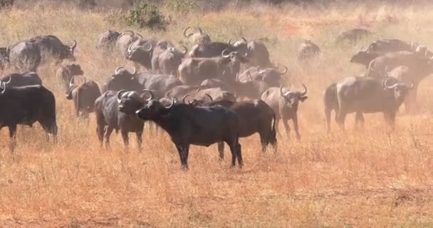 Buffalo Africano Cafeteira Syncerus Rebanho Savannah Tsavo Park Quênia Tempo — Vídeo de Stock