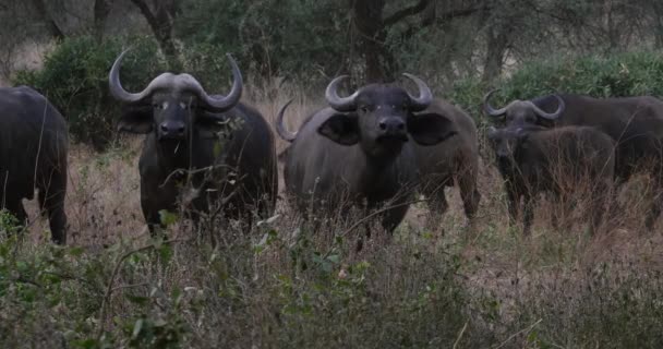 Búfalo Africano Caffer Sincerus Manada Pie Savannah Tsavo Park Kenia — Vídeo de stock