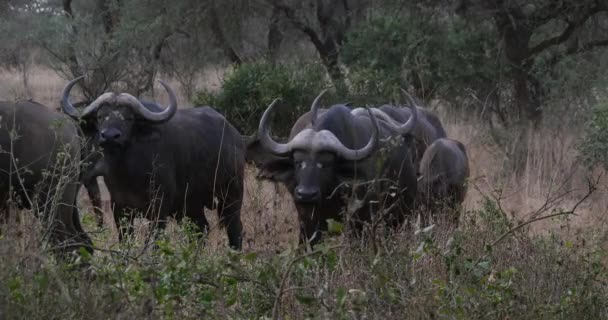 Afrikai Bölény Syncerus Caffer Csorda Savannah Ban Tsavo Park Kenyában — Stock videók