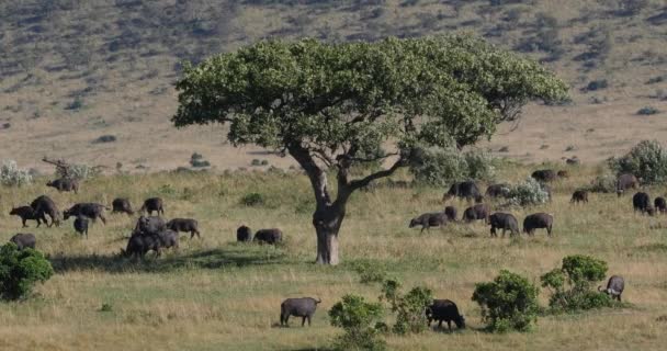 Αφρικανικό Buffalo Syncerus Caffer Herd Στέκεται Στη Σαβάνα Tsavo Park — Αρχείο Βίντεο