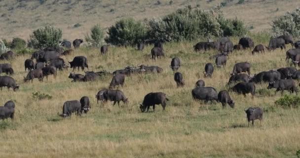 African Buffalo Syncerus Caffer Herd Standing Savannah Tsavo Park Kenya — Stok video