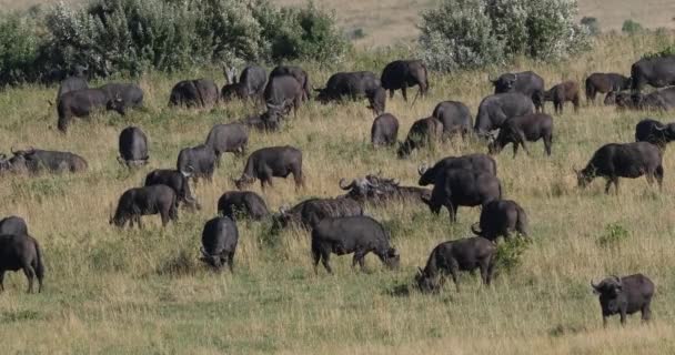 Αφρικανικό Buffalo Syncerus Caffer Herd Στέκεται Στη Σαβάνα Tsavo Park — Αρχείο Βίντεο