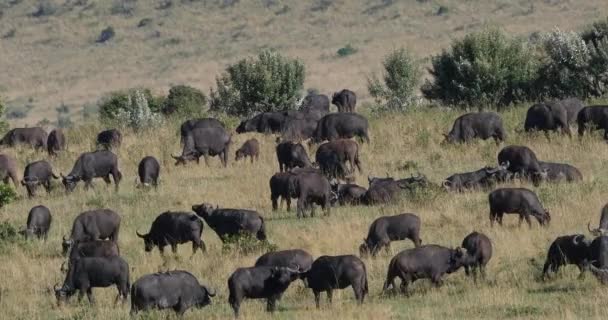 Buffalo Africano Cafeteira Syncerus Rebanho Savannah Tsavo Park Quênia Tempo — Vídeo de Stock