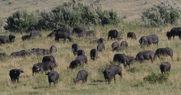 African Buffalo Syncerus Caffer Herd Standing Savannah Tsavo Park Kenya — стокове відео