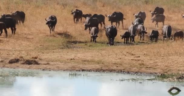 African Buffalo Syncerus Caffer Herd Πίνοντας Στο Water Hole Tsavo — Αρχείο Βίντεο