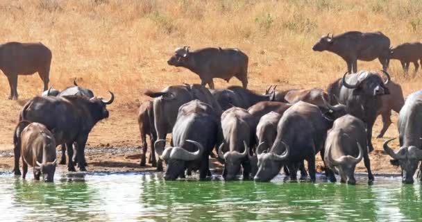 Afrikai Bölény Syncerus Caffer Csorda Ivás Water Hole Ban Tsavo — Stock videók