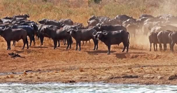 African Buffalo, syncerus caffer, Herd drinking at Water Hole, Tsavo Park in Kenya, Real Time 4K