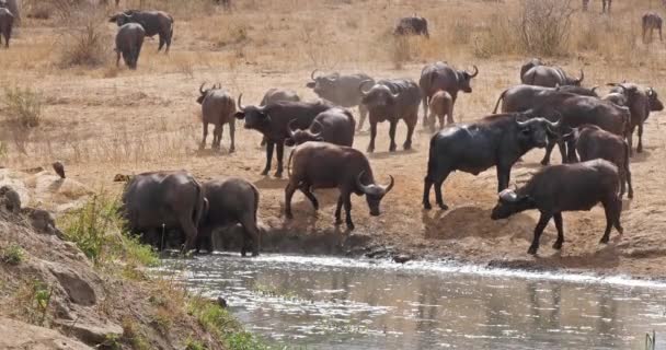 Afrika Bufalosu Syncerus Caffer Herd Içme Water Hole Tsavo Park — Stok video