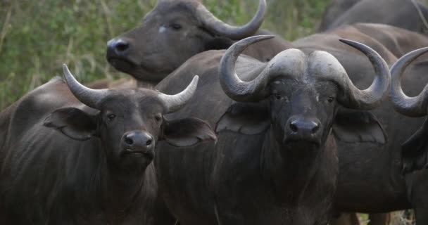 African Buffalo Syncerus Caffer Tsavo Park Kenya Real Time — 비디오