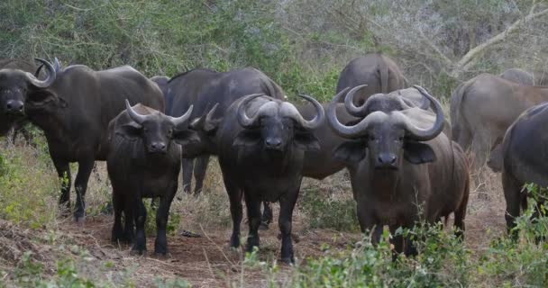 Afrikaanse Buffel Syncerus Caffer Herd Staat Savannah Tsavo Park Kenia — Stockvideo