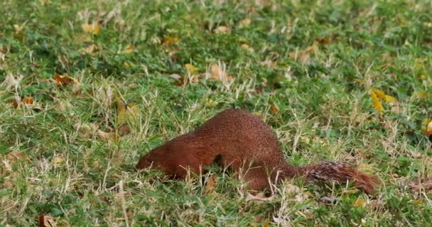 Unstriped Ground Squirrel Xerus Rutizzed Adult Eating Tsavo Parc Kenya — стоковое видео