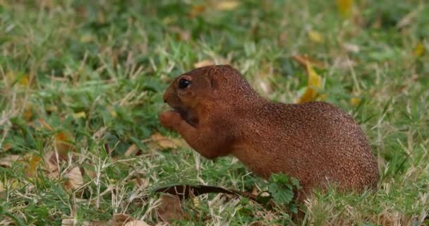 Unstriped Ground Squirrel Xerus Rutilus Vuxenätande Tsavo Parc Kenya Realtid — Stockvideo