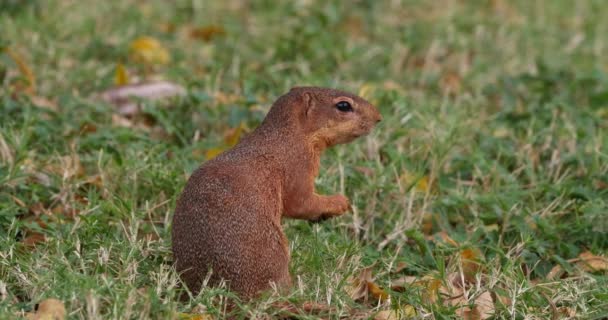 Unstriped Ground Squirrel Xerus Rutilus Vuxenätande Tsavo Parc Kenya Realtid — Stockvideo