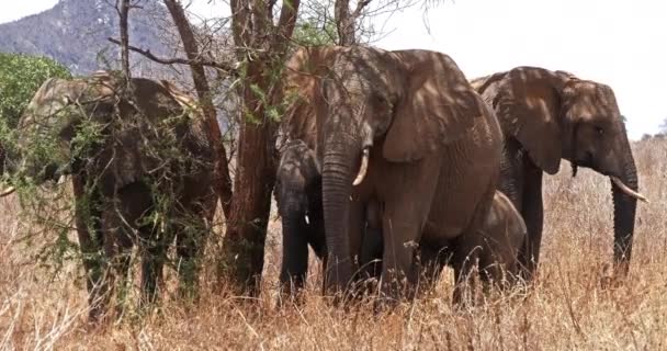 Elefantes Africanos Loxodonta Africana Grupo Bush Parque Tsavo Quênia Tempo — Vídeo de Stock