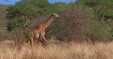 Masai Zürafa, zürafa camelopardalis tippelskirchi, Bush 'ta yürüyen yetişkin, Kenya' daki Tsavo Parkı, gerçek zamanlı 4k