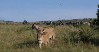 Afrika Aslanı, Panthera Aslanı, Kadın Avı, Burchell Zebra Sürüsü, Kenya Tsavo Parkı, Real Time 4k