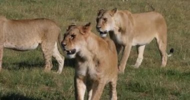 Afrika Aslanı, Panthera Leo, Savannah 'da Yürüyen Kadınlar, Kenya' daki Tsavo Parkı, Real Time 4k