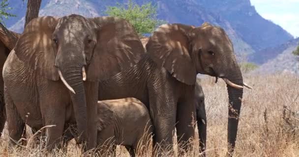 Leuke Olifanten Wilde Natuur Enorme Dieren Tijdens Hete Zomerdag — Stockvideo