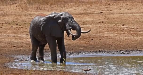 Afrikanischer Elefant Loxodonta Africana Erwachsener Steht Wasserloch Tsavo Park Kenya — Stockvideo