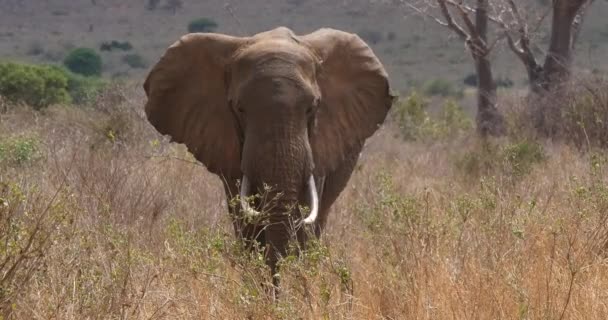 Słoń Afrykański Loxodonta Africana Dorosły Sawannie Trump Tsavo Park Kenii — Wideo stockowe