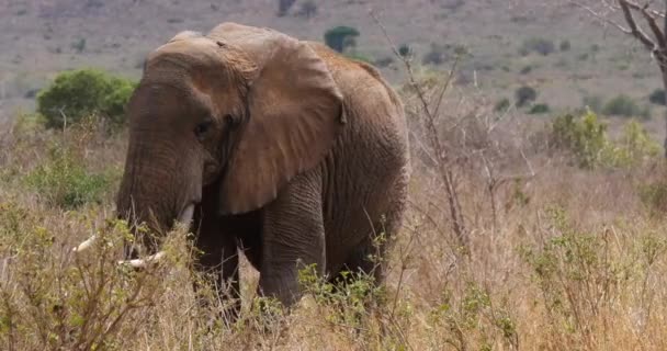 Elefante Africano Loxodonta Africana Adulto Savana Parco Tsavo Kenya Real — Video Stock