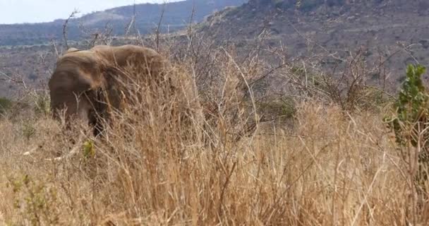 Elefante Africano Loxodonta Africana Adulto Sabana Parque Tsavo Kenia Tiempo — Vídeos de Stock