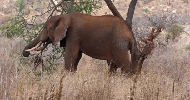 African Elephant Loxodonta Africana Adult Savannah Eating Tsavo Park Kenya — стокове відео