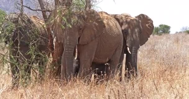 Африканские Слоны Loxodonta Affaba Группа Буше Парк Цаво Кении Реальное — стоковое видео