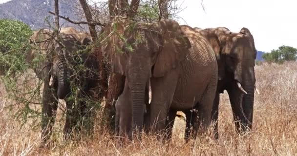 Elefantes Africanos Loxodonta Africana Grupo Bush Parque Tsavo Quênia Tempo — Vídeo de Stock