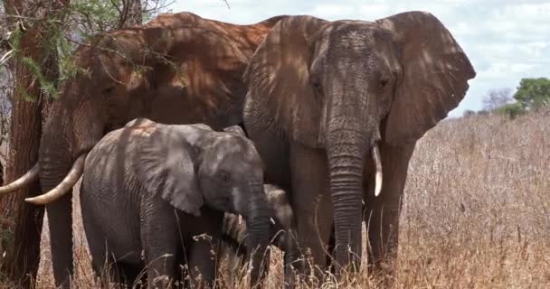 African Elephants Loxodonta Africana Group Bush Tsavo Park Kenya Real — стокове відео