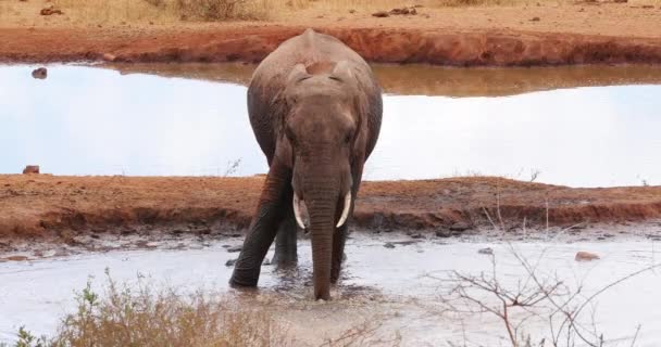 Elefante Africano Loxodonta Africana Adulto Pie Agujero Del Agua Baño — Vídeos de Stock