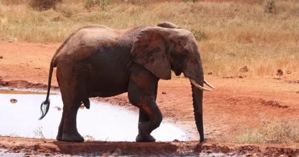 Африканский Слон Loxodonta Africana Мужчина Стоит Водяной Дыры Цаво Парк — стоковое видео