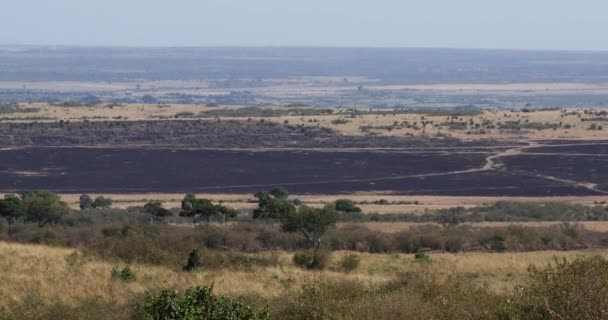 Savannah Fire Tsavo Park Kenya Real Time — стокове відео