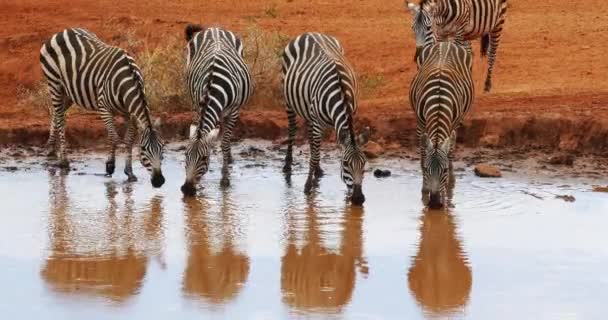 Burchell Zebra Equus Burchelli Herd Drinking Water Hole Tsavo Park — Stock Video